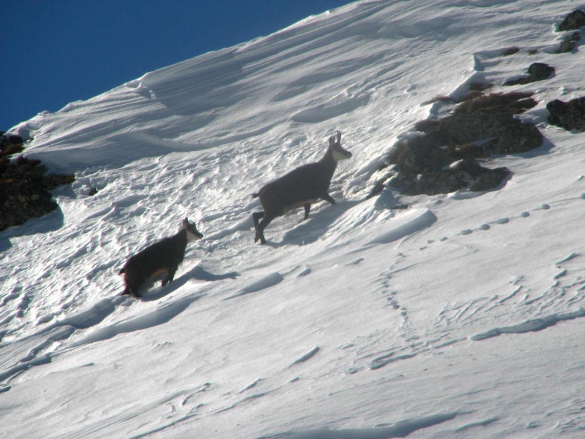 Chalet Laura Alleghe Dış mekan fotoğraf